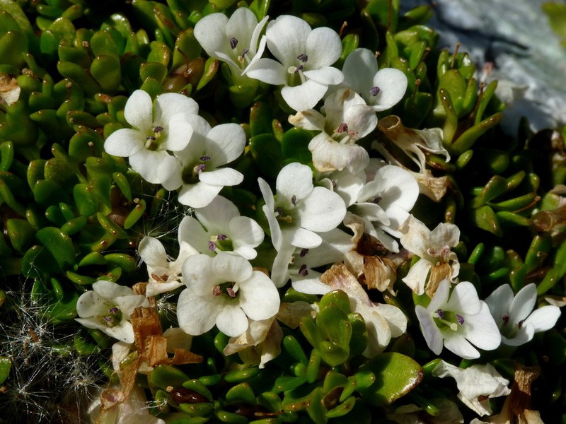 Veronica planopetiolata photo 3
