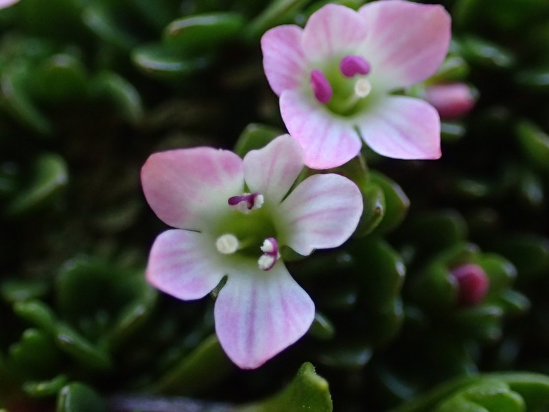 Veronica planopetiolata photo 8