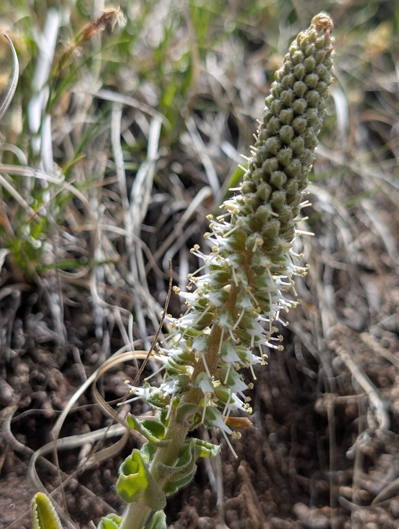 White River Coraldrops photo 2