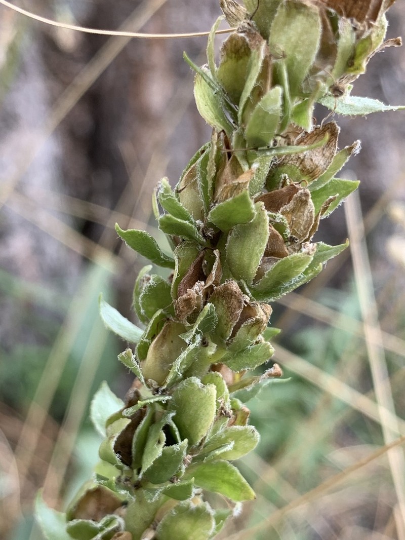 White River Coraldrops photo 3