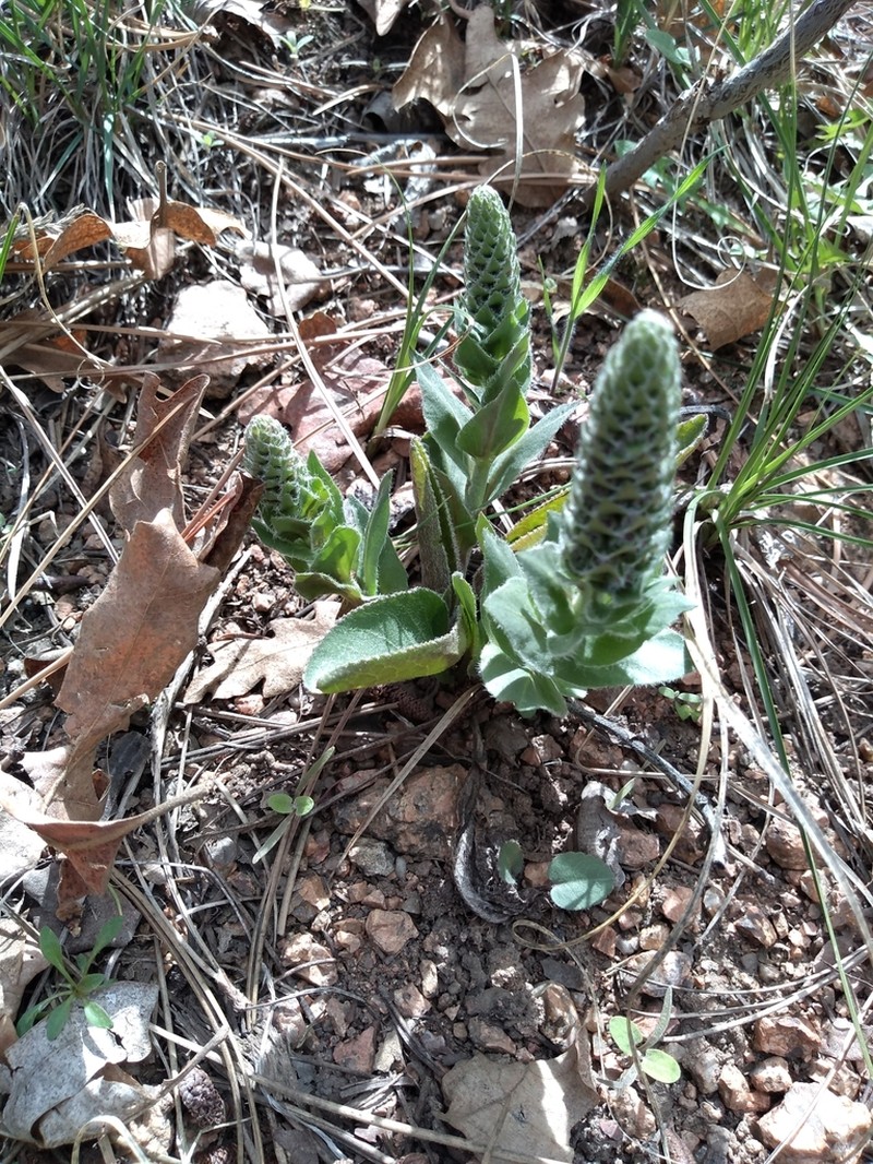 White River Coraldrops photo 6