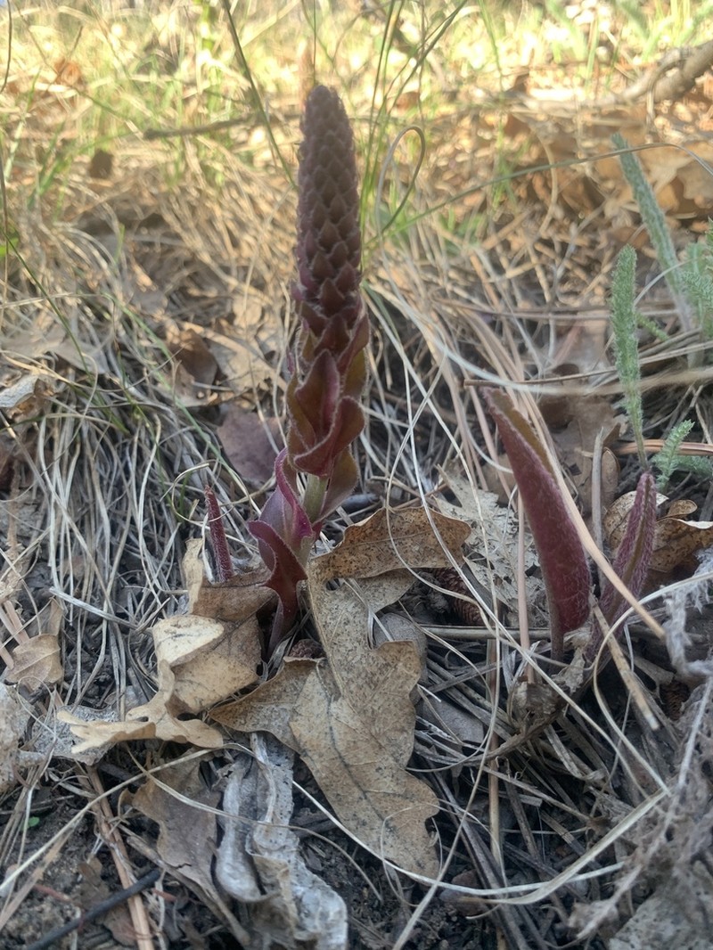 White River Coraldrops photo 8