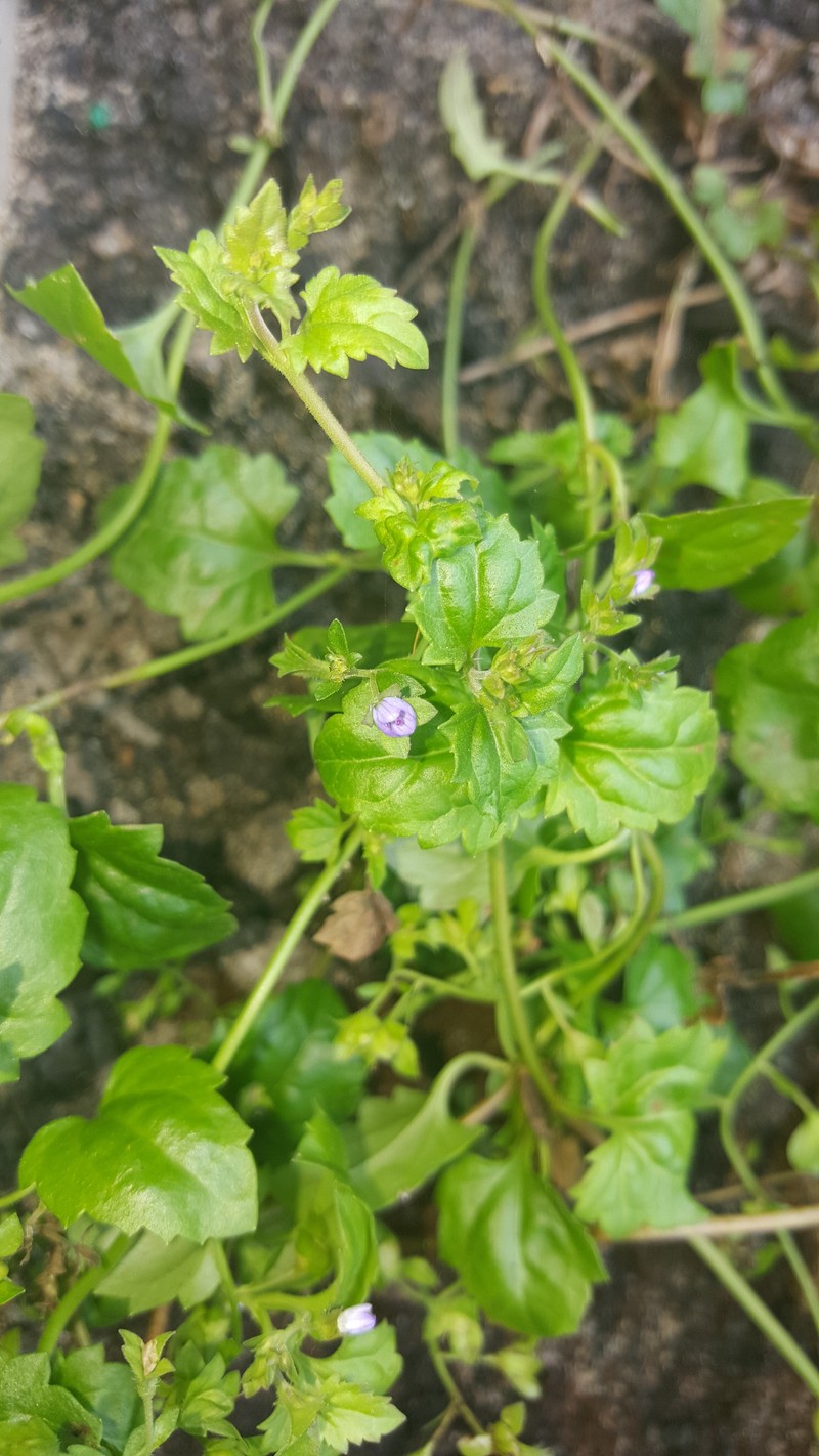 Veronica plebeia