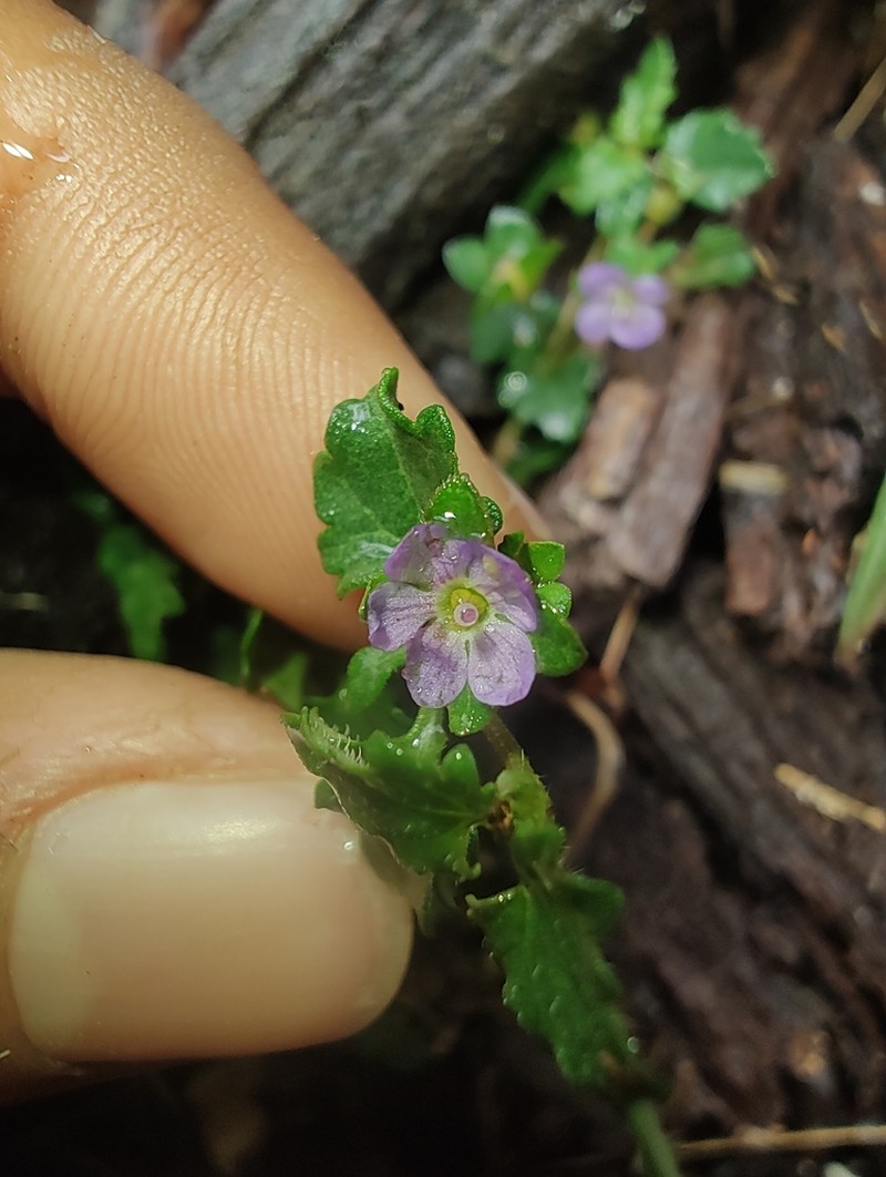 Veronica plebeia photo 2