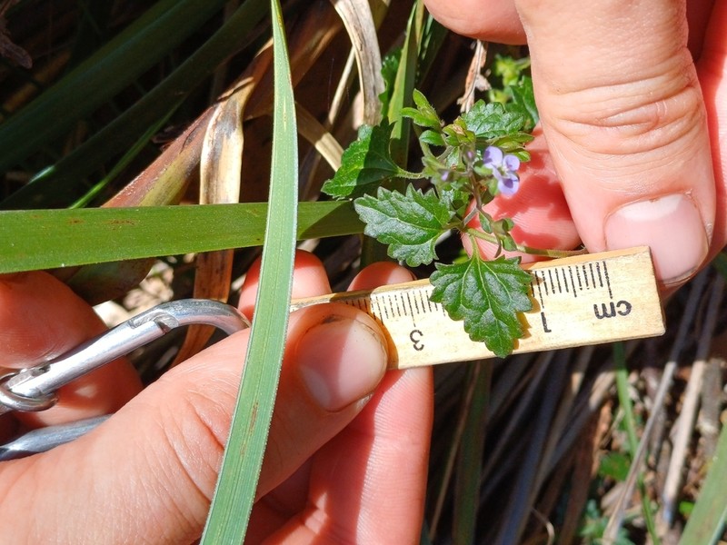 Veronica plebeia photo 3