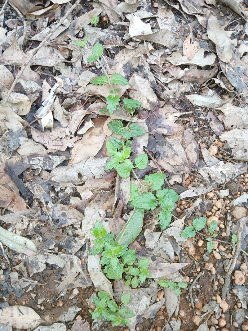 Veronica plebeia photo 4