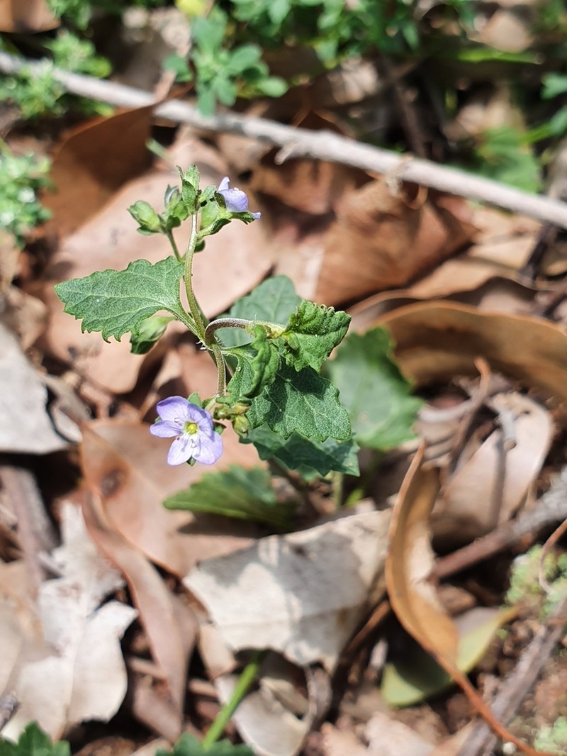Veronica plebeia photo 5