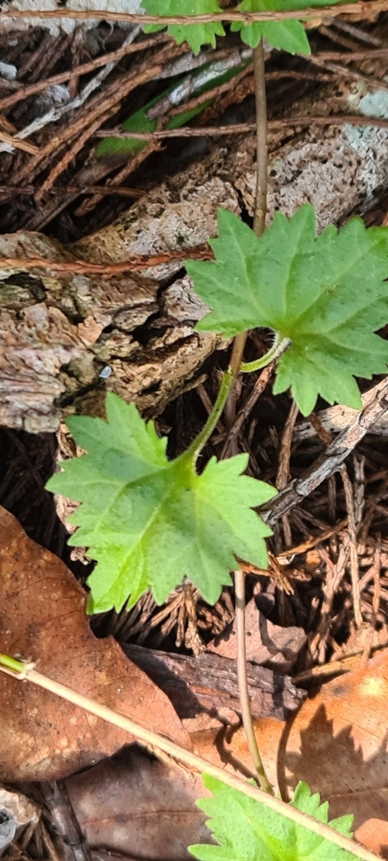 Veronica plebeia photo 6
