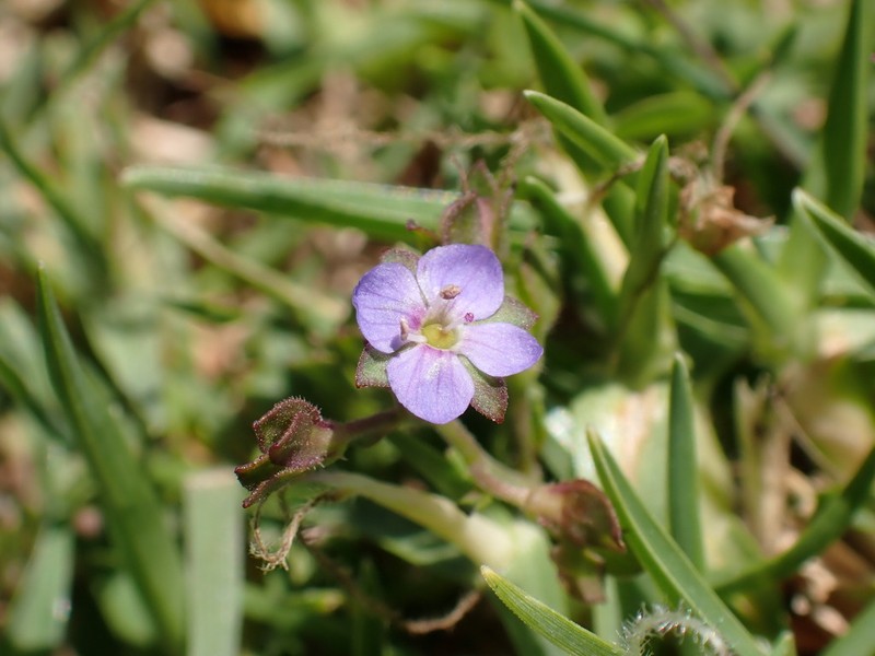 Veronica plebeia photo 7