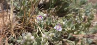 Veronica polifolia