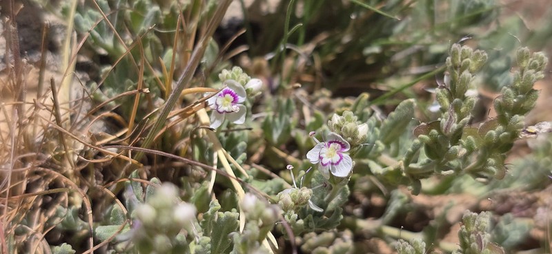 Veronica polifolia