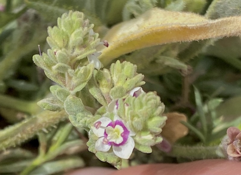 Veronica polifolia photo 2