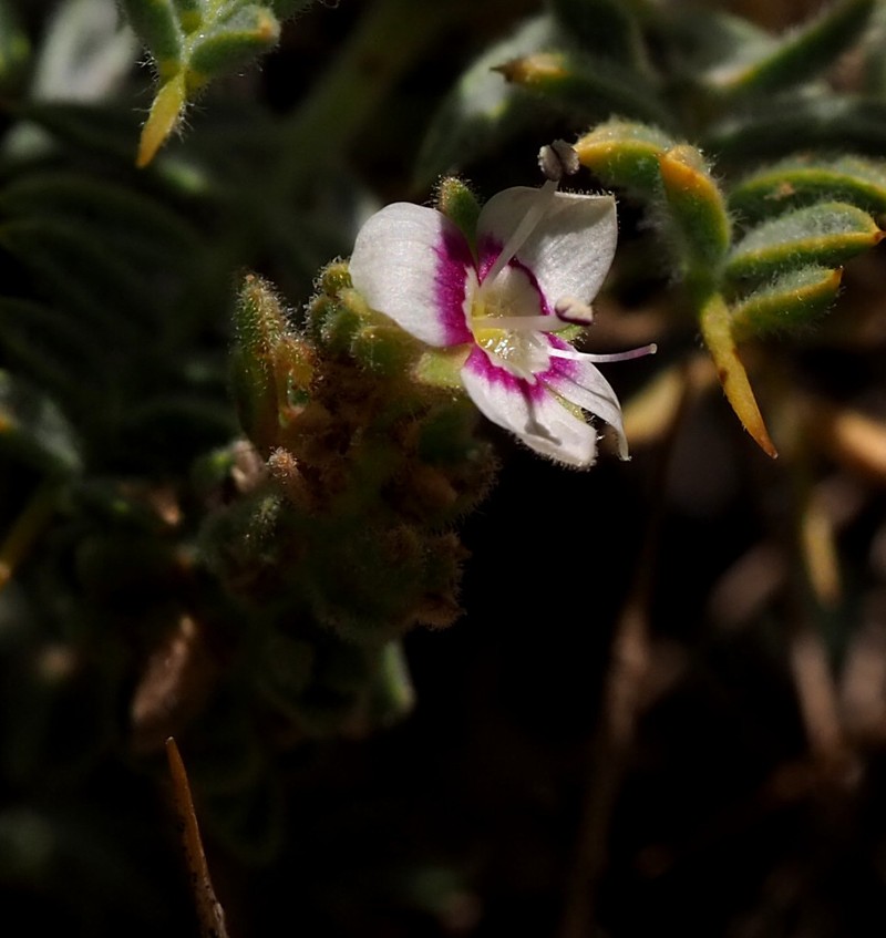Veronica polifolia photo 3