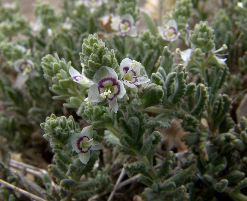 Veronica polifolia photo 4