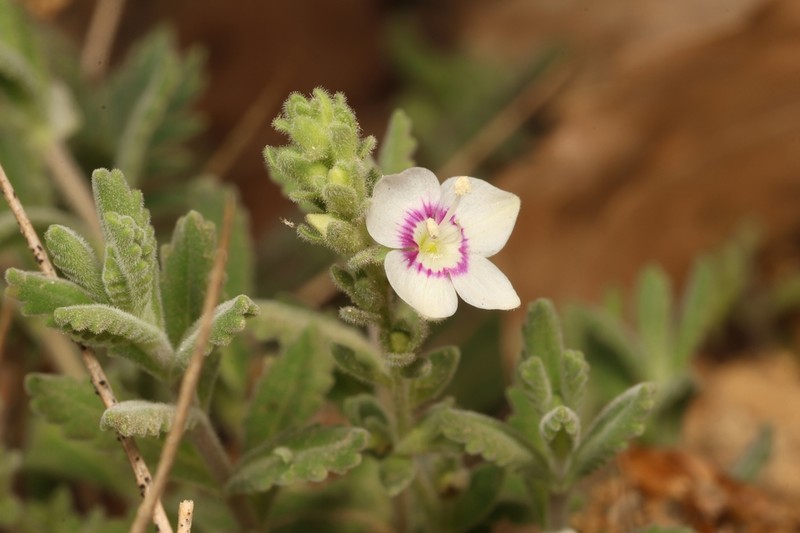 Veronica polifolia photo 5