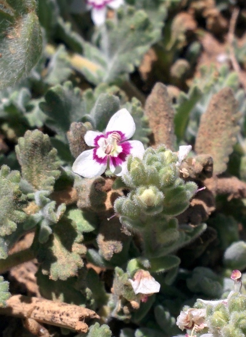 Veronica polifolia photo 6