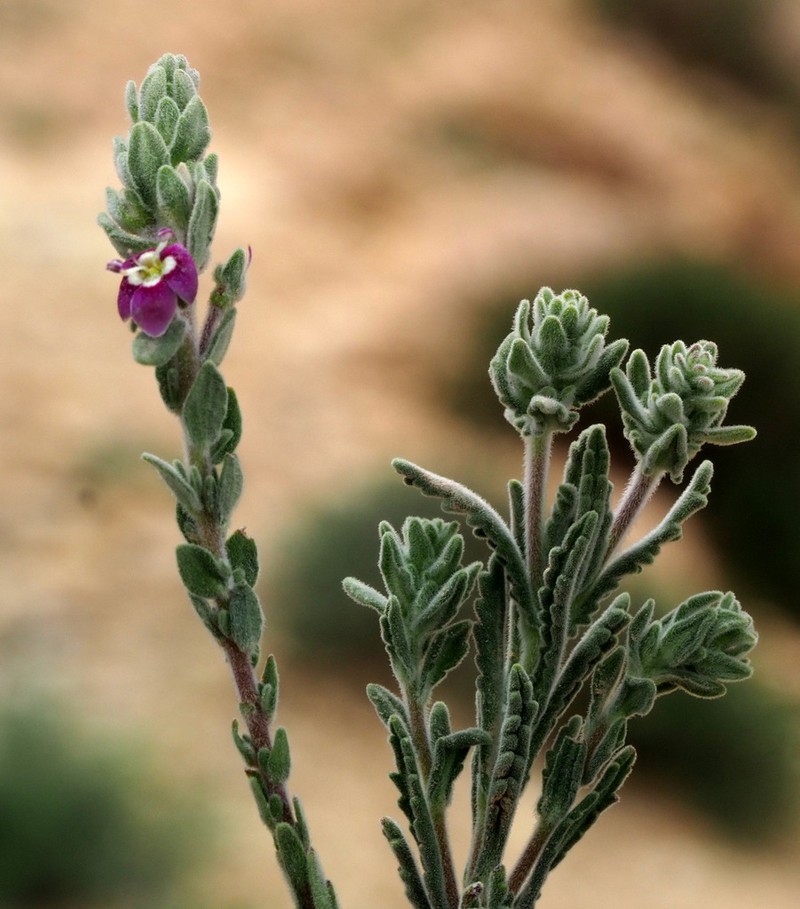 Veronica polifolia photo 7