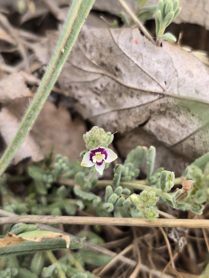 Veronica polifolia photo 8