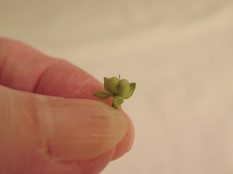 Gray Field Speedwell photo 3