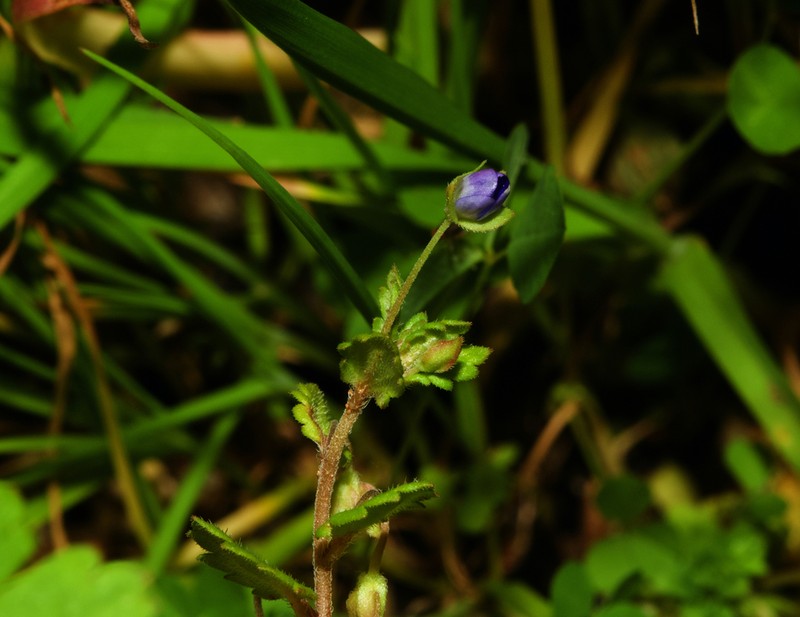 Gray Field Speedwell photo 4