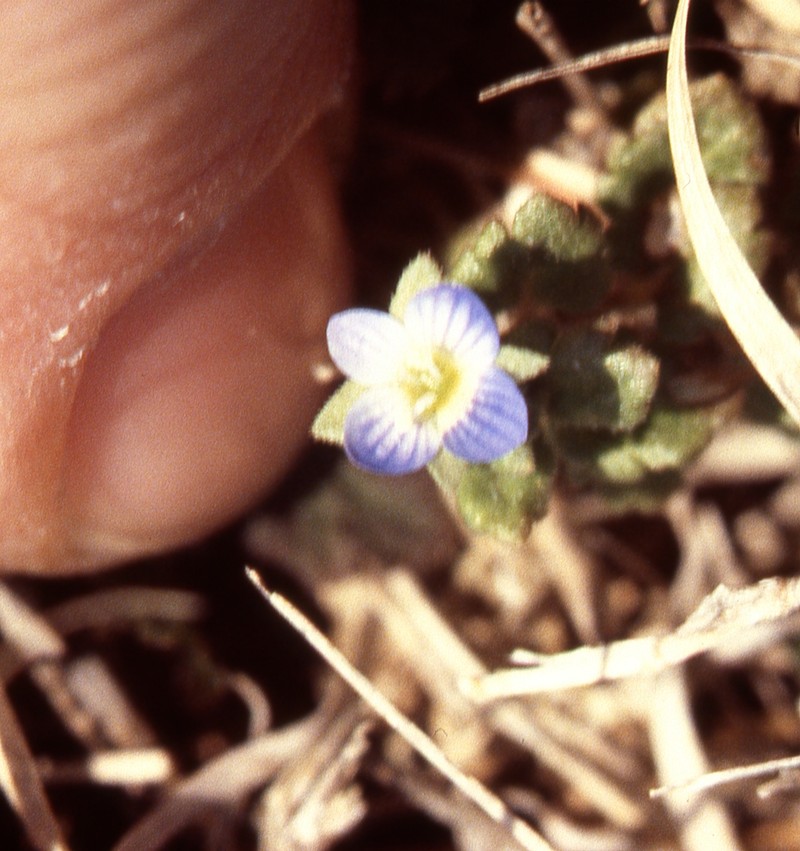 Gray Field Speedwell photo 5