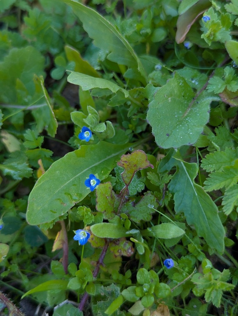 Gray Field Speedwell photo 6