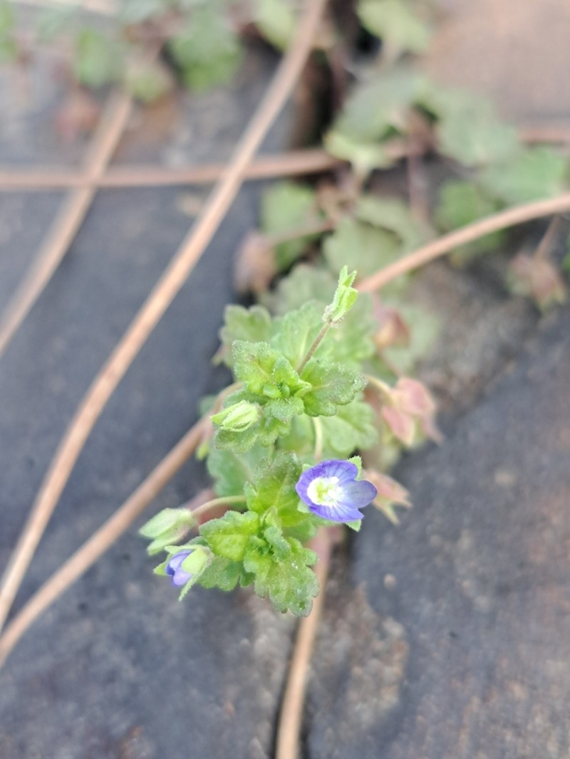 Gray Field Speedwell photo 7