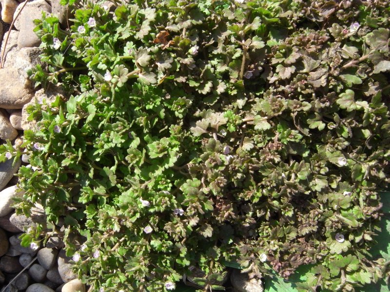 Gray Field Speedwell
