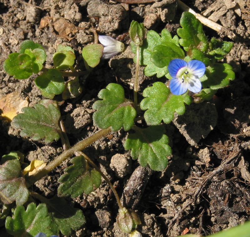 Gray Field Speedwell photo 2