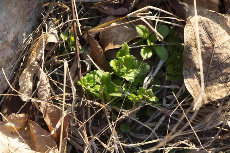 Veronica polita subsp. lilacina