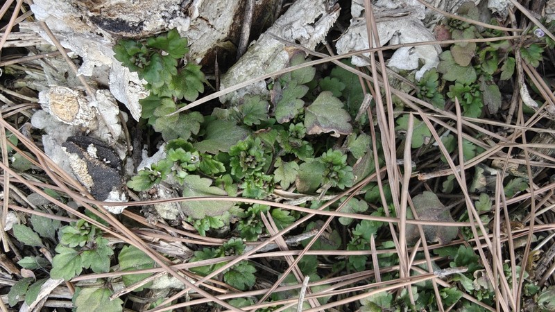 Veronica polita subsp. lilacina photo 2