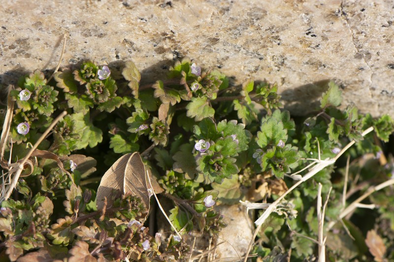Veronica polita subsp. lilacina photo 3