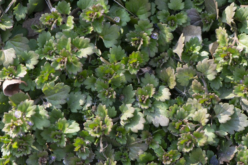 Veronica polita subsp. lilacina photo 4