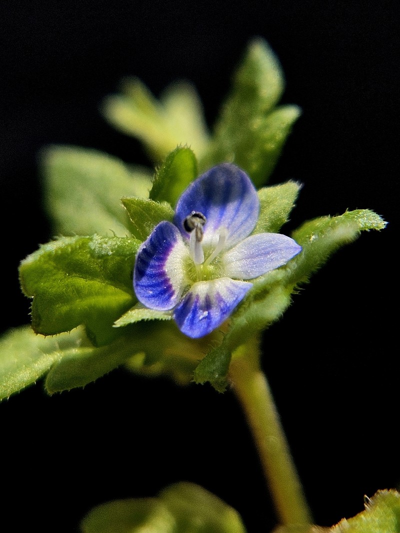 Veronica polita subsp. polita photo 2