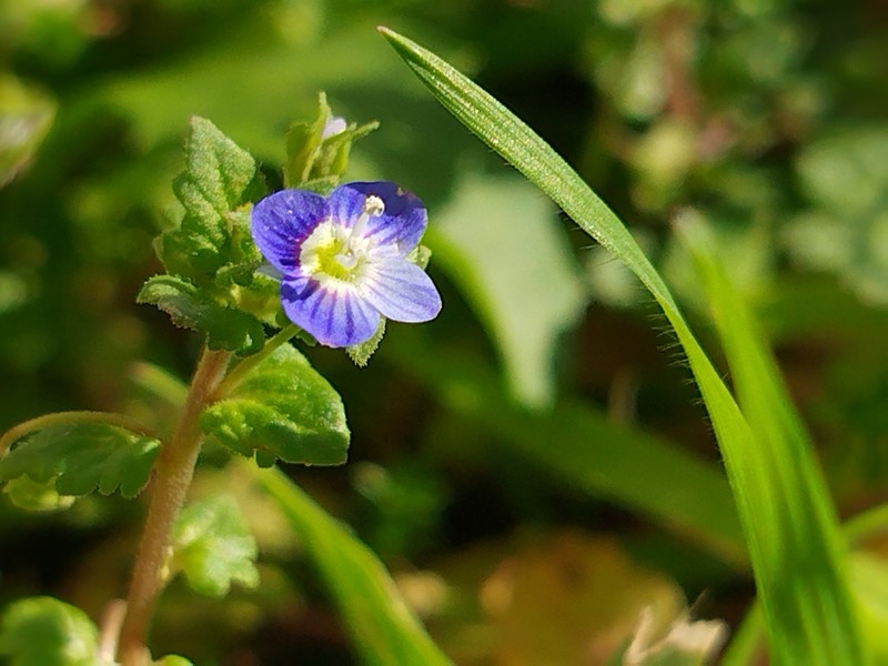 Veronica polita subsp. polita photo 3