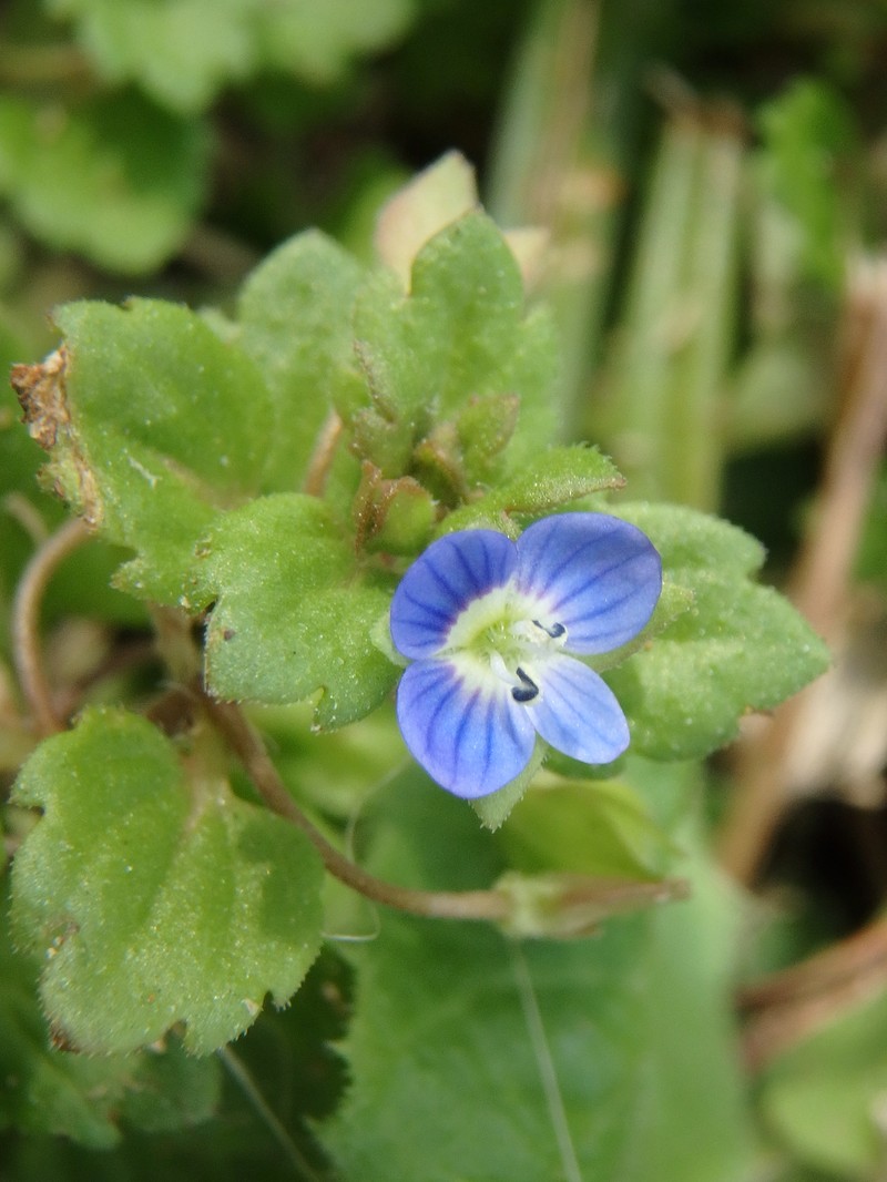 Veronica polita subsp. polita photo 4