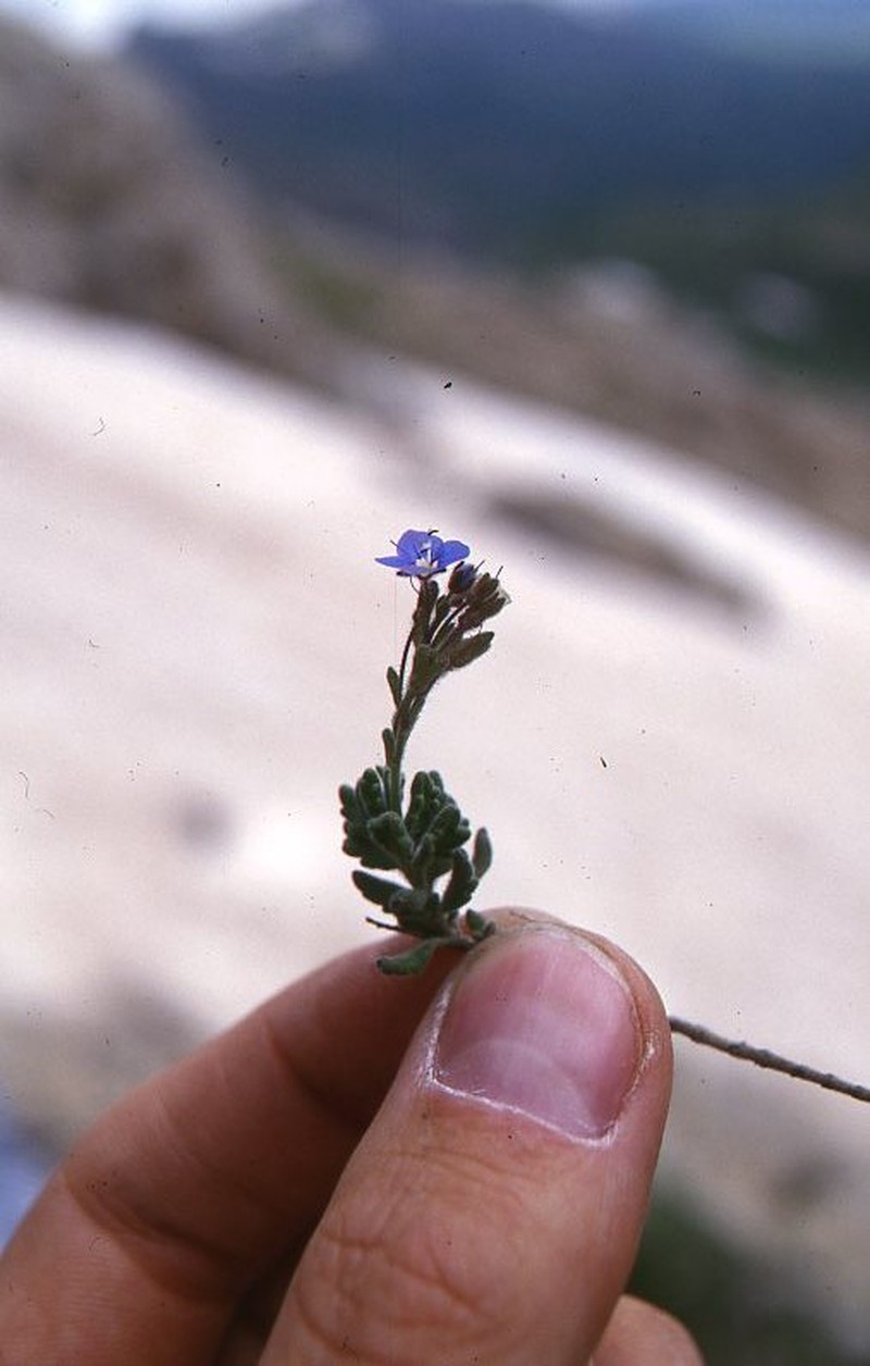 Veronica polium photo 2