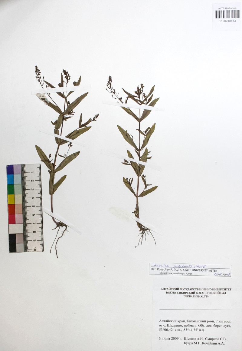 Veronica poljensis