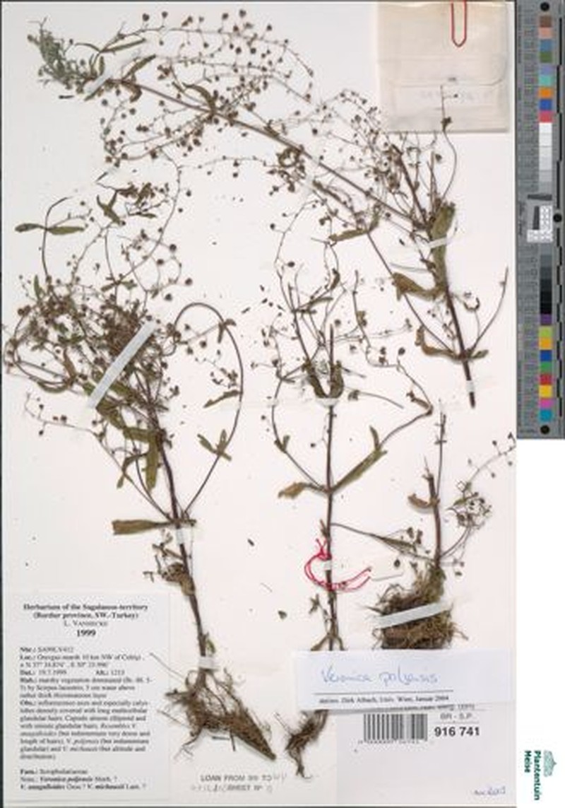 Veronica poljensis photo 2