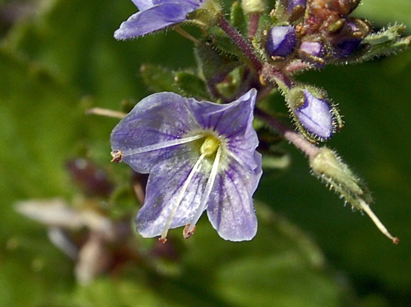 Veronica ponae