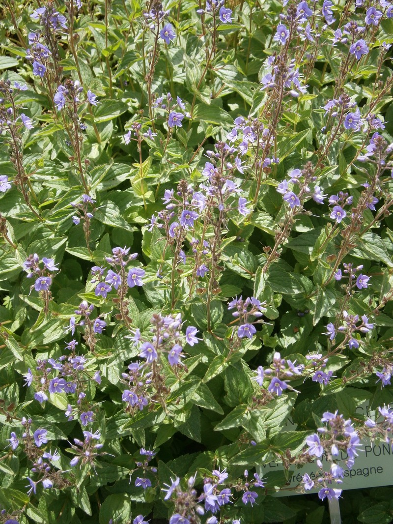 Veronica ponae photo 2