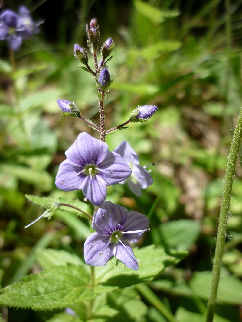 Veronica ponae photo 3