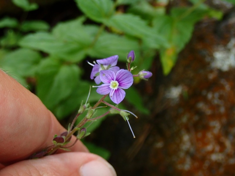 Veronica ponae photo 4