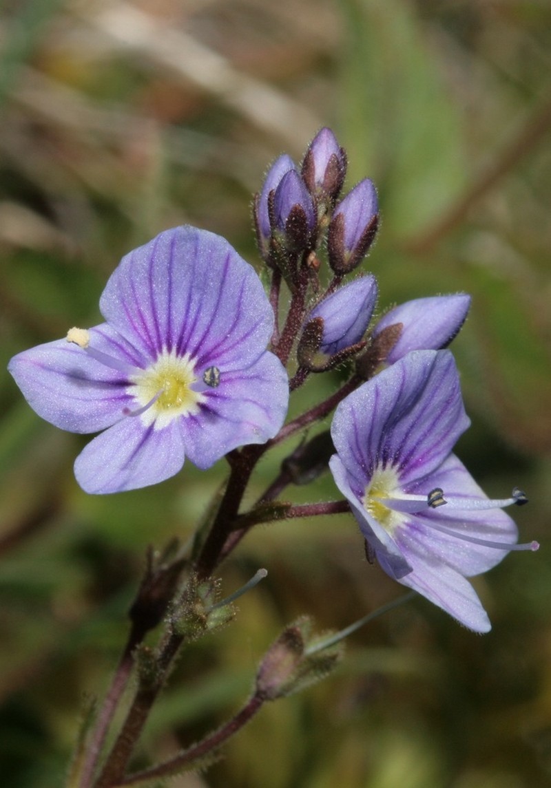 Veronica ponae photo 5