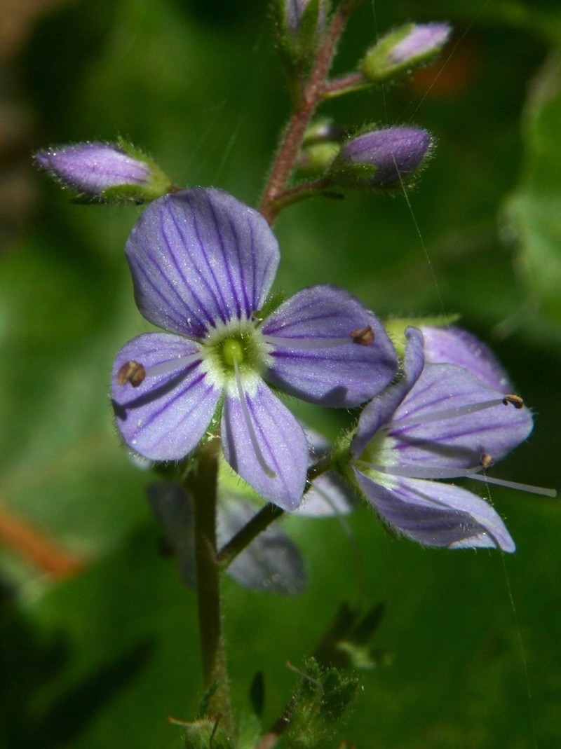 Veronica ponae photo 6