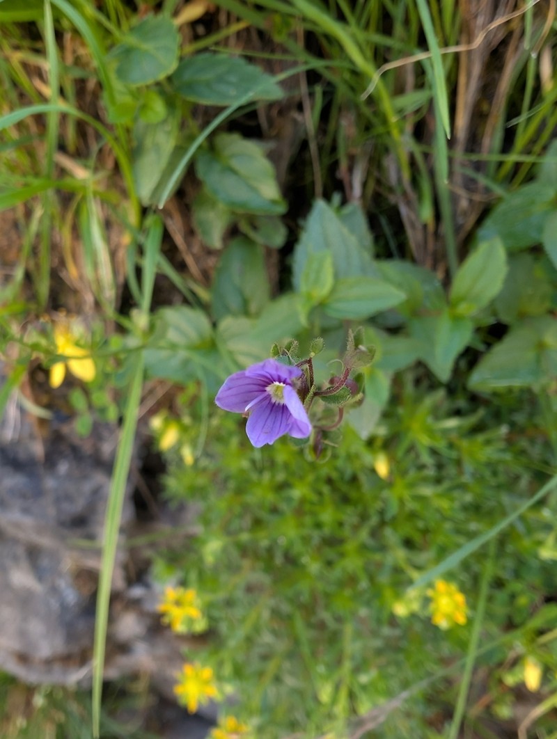 Veronica ponae photo 7