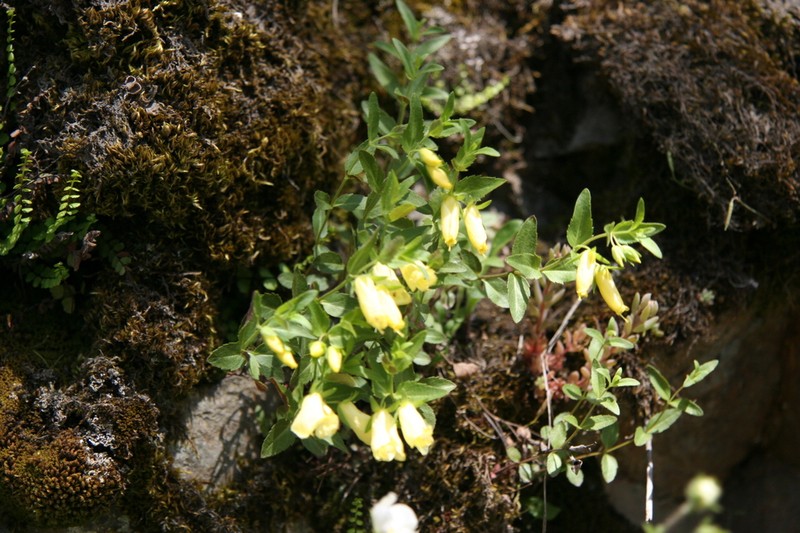 Veronica pontica