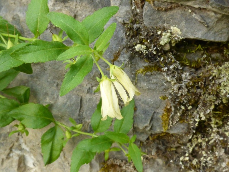Veronica pontica photo 2