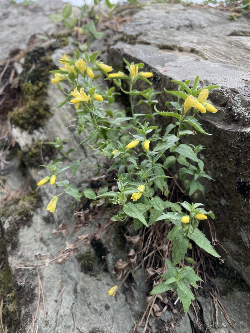 Veronica pontica photo 3