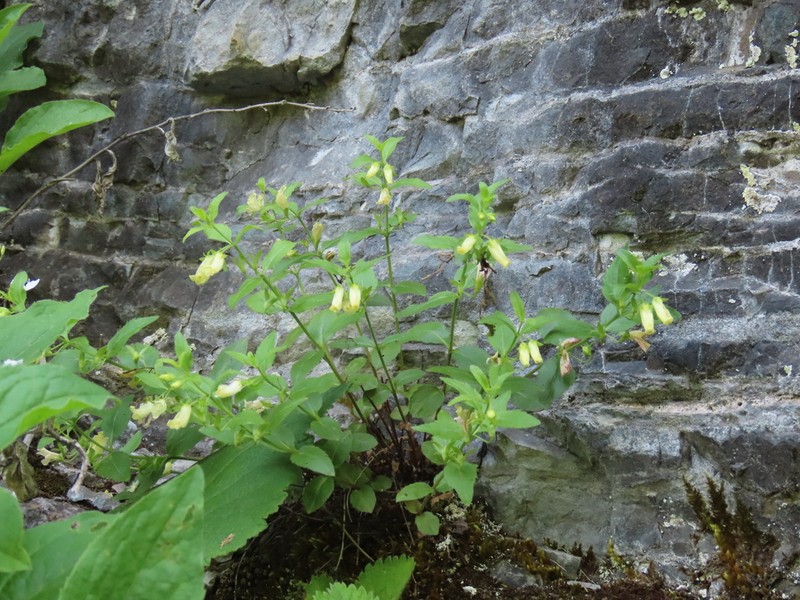 Veronica pontica photo 4